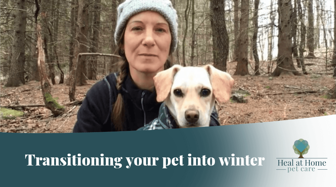 Healing Pets in the Winter Season