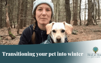 Healing Pets in the Winter Season