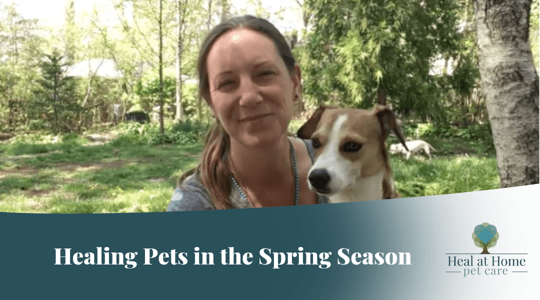 Healing Pets in the Spring Season