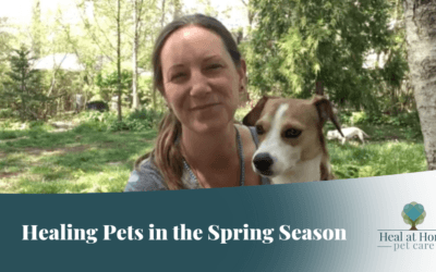 Healing Pets in the Spring Season