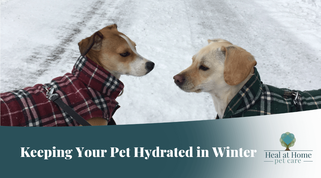 Keeping Your Pet Hydrated In Winter