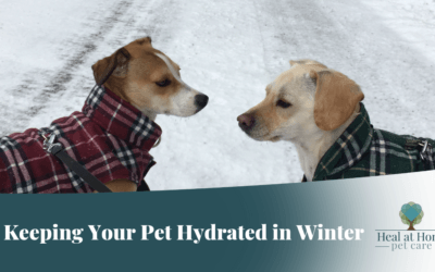 Keeping Your Pet Hydrated In Winter