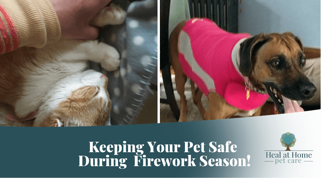 Keeping Your Pet Safe During Firework Season!