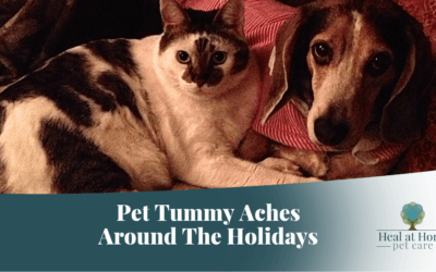 Pet Tummy Aches Around The Holidays