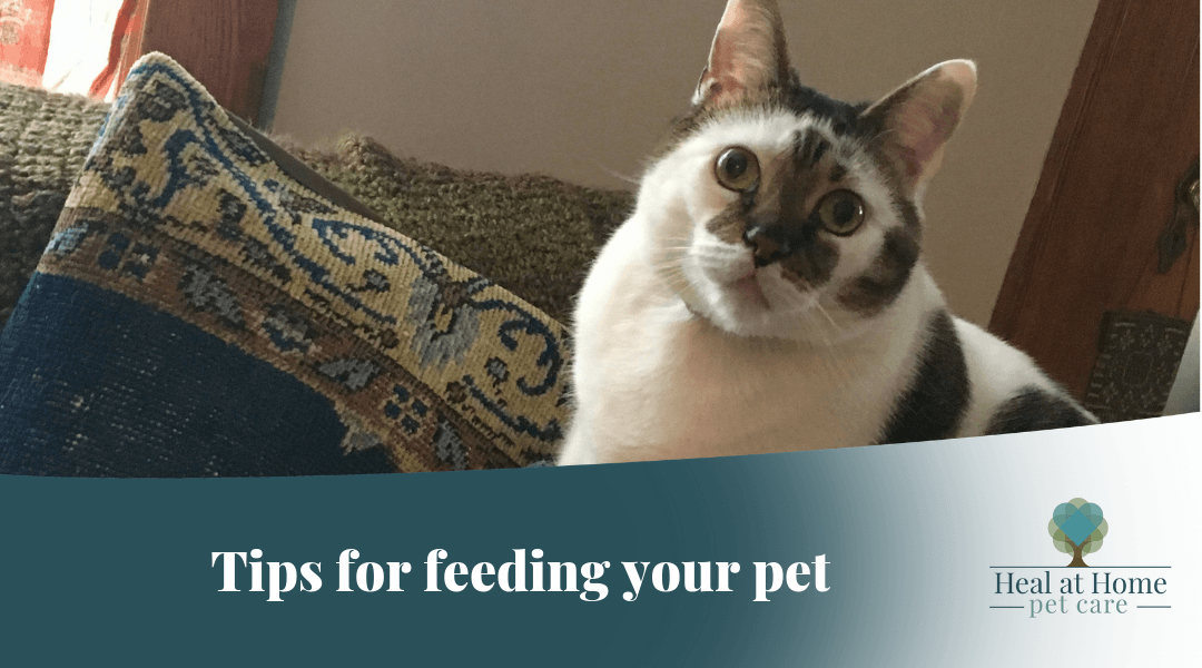 Tips For Feeding Your Pet