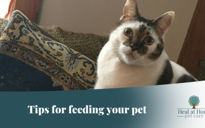 Tips For Feeding Your Pet