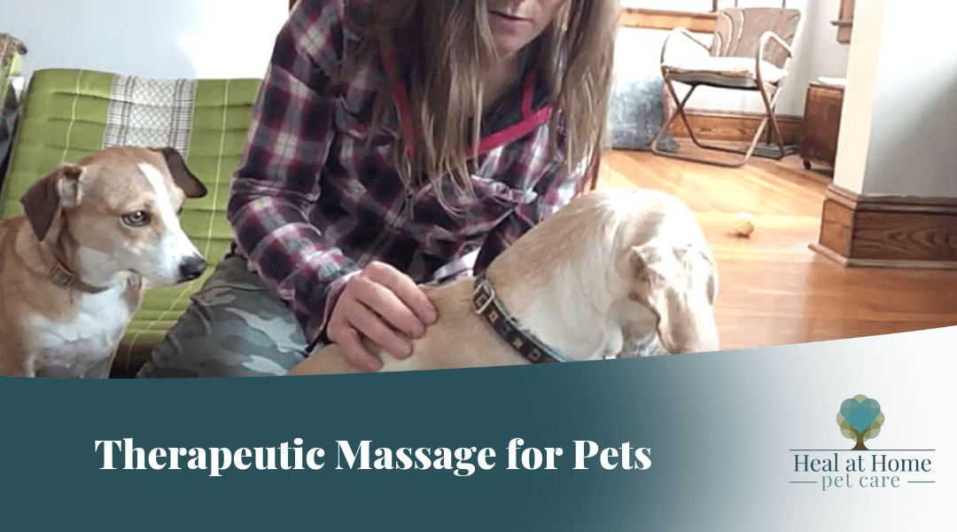 massage therapeutic pets pet
