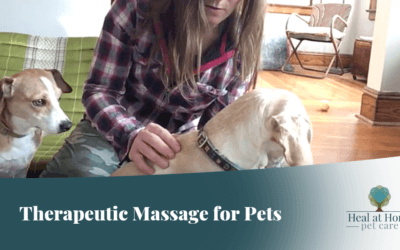 Therapeutic Massage for Pets