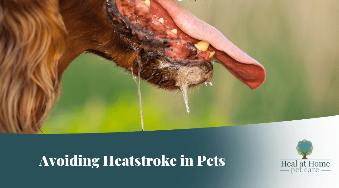 Heatstroke in Pets