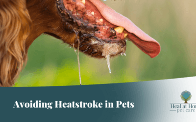 Avoiding Heatstroke in Pets