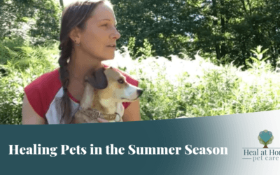 Healing Pets in the Summer Season