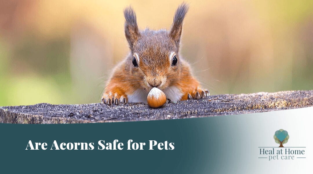 Are acorns safe for pets?