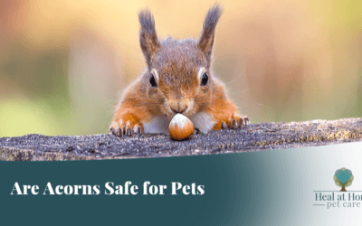 Are acorns safe for pets?