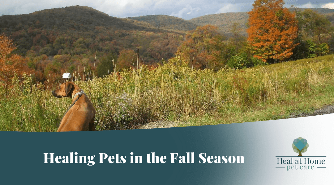 The Fall Season and your Pet