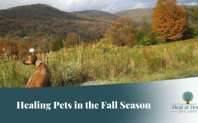 The Fall Season and your Pet