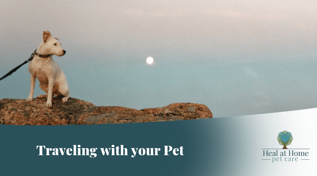 Traveling with your Pets