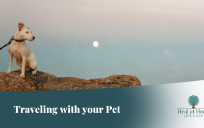 Traveling with your Pets