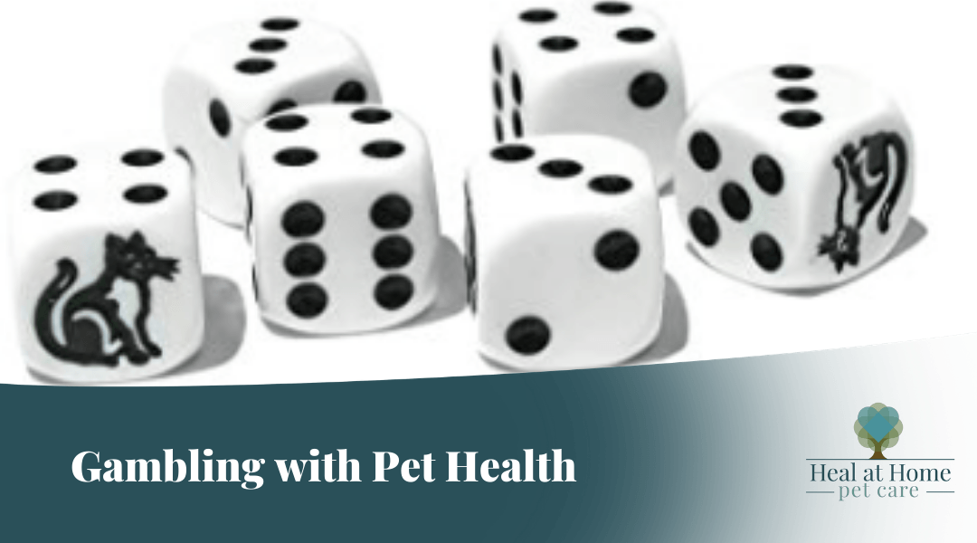 Are You Gambling with your Pet’s Health?