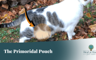 Does your cat need a tummy tuck?
