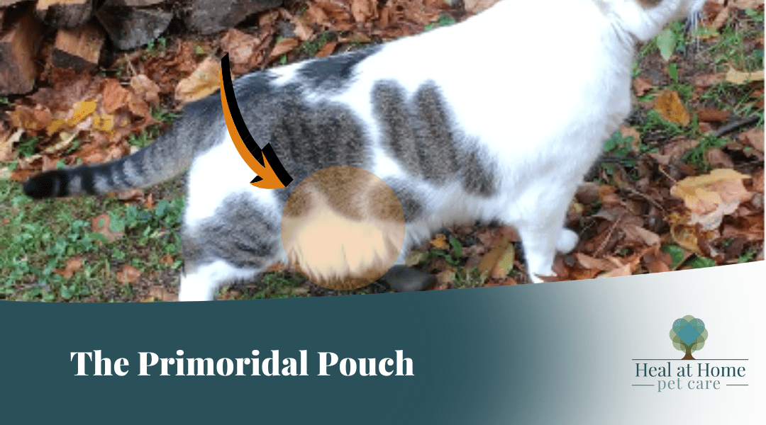 female cat pouch