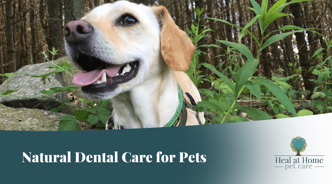 Natural Dental Care for your Pet