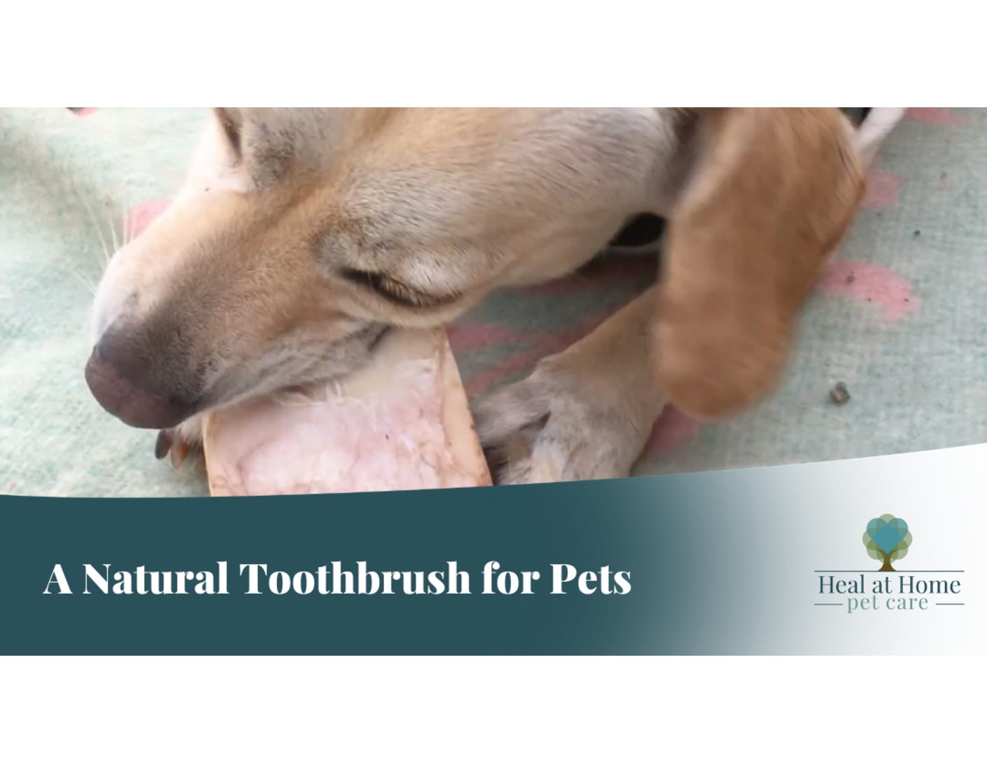 A Natural Toothbrush for your Pet