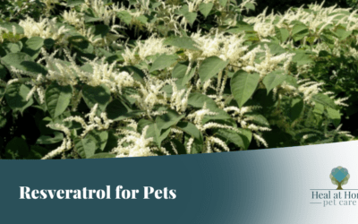 Resveratrol for Pets: the fountain of youth!