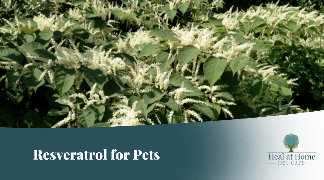 Resveratrol for Pets: the fountain of youth!