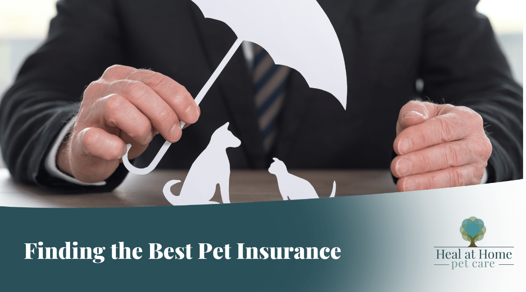Finding the Best Pet Insurance - Heal at Home Pet Care