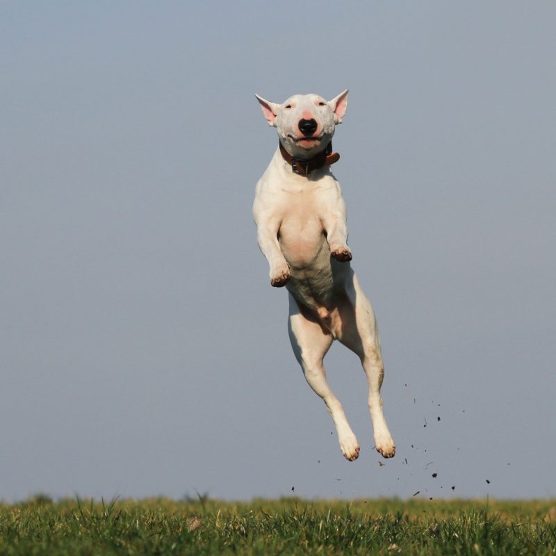 animal-breed-canine-159692