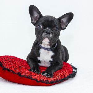 bulldog-puppy-dog-pet